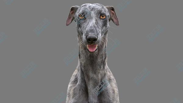 images/goods_img/20210312/Greyhound (2) (Fur) (Rigged) 3D model/5.jpg